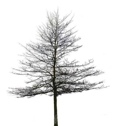 Fir Tree Png Black And White Transparent Fir Tree Black And Whitepng