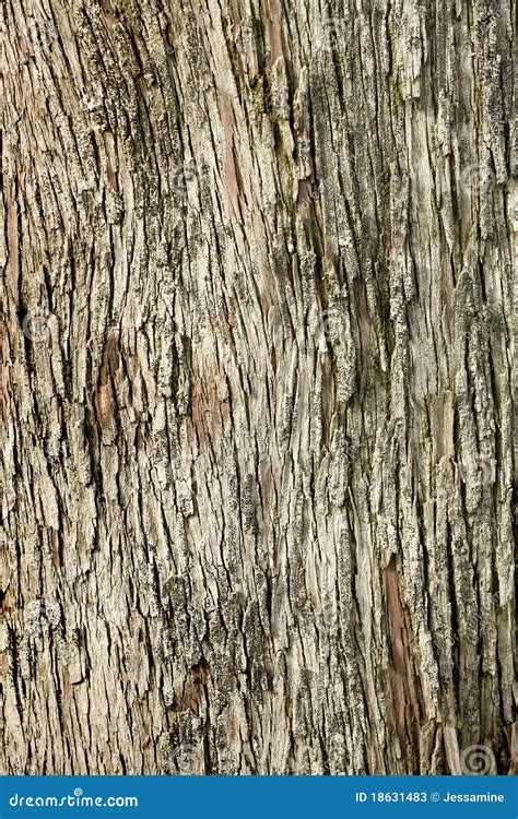 Tree Bark Stock Image Image Of Brown Bark Vertical 18631483