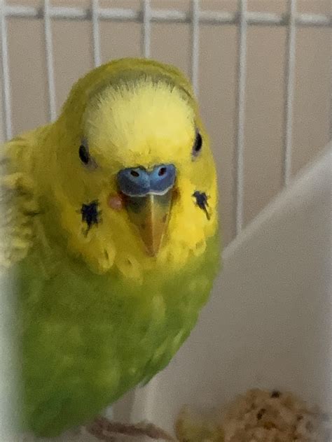 Budgie Is Developing Red Bumps Around Its Beak—what Should I Do Kiwi