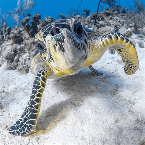 Beautiful Sea Turtle Posing For A Photo 🐢📸 Photo By Caymanjason