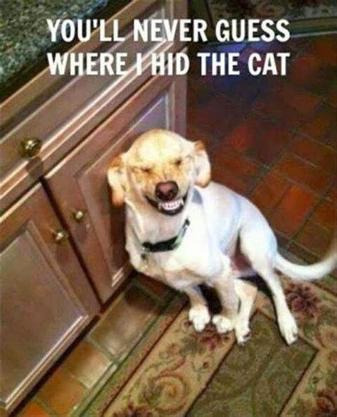 The best and hilarious funny animal memes collection on the web. Funny Cute Animal Pictures Sayings Download Free | Funny ...