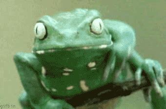 Frog GIF Find Share On GIPHY