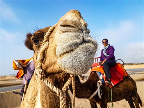 Draw with me dessert animal and learn how to draw a camel. Should You Do A Camel Ride in Essaouira? - Rusty Travel Trunk