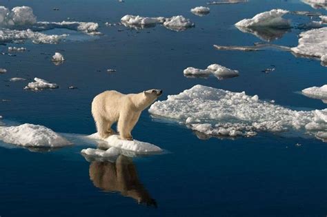 Le Monde De L Ours Polaire Ladepeche Fr