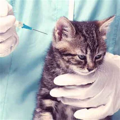 On average, rabies shots (do not give these yearly, unless it is mandatory by law) cost $25. Cat Booster Shots Cost - Food Ideas