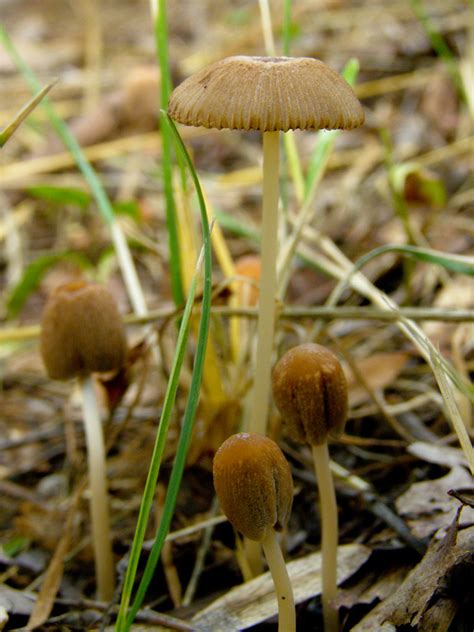 Mushrooms Drab Bonnet Mycena Aetites Olympus Digital Ca Flickr