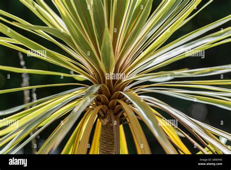 Spiky Plant Palm Stock Photo Alamy