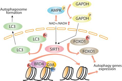 Frontiers Epigenetic Regulation Of Autophagy Beyond The Cytoplasm A