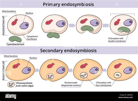 Endosimbiosis Imágenes Vectoriales De Stock Alamy