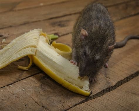 Animals That Eat Bananas 11 Examples Pictures Animal Quarters