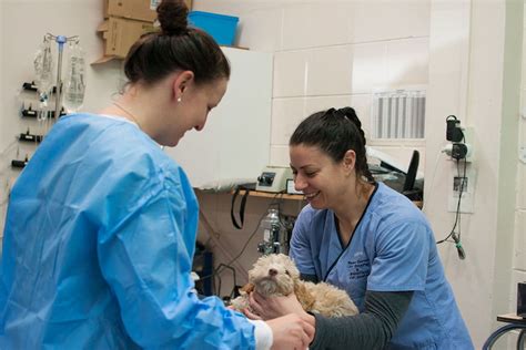 Our Team Barkes Corner And Brookfield Vets Tauranga Nz