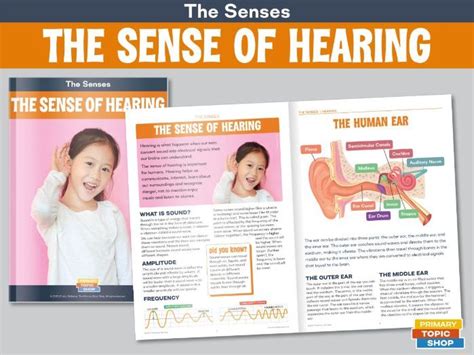 The Sense Of Hearing Teaching Resources