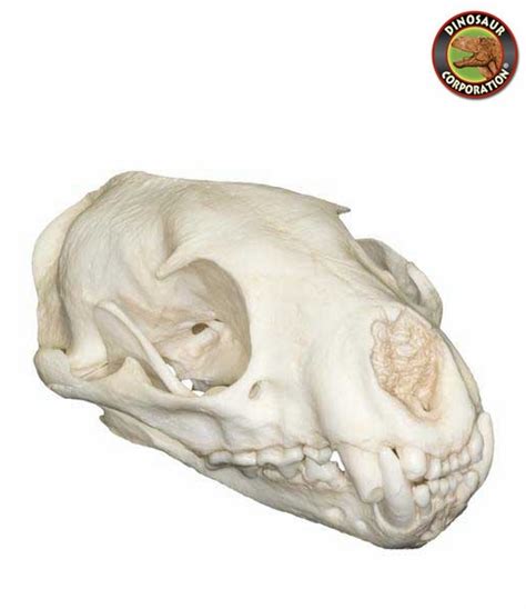 Fossa Skull For Sale Dinosaur Corporation