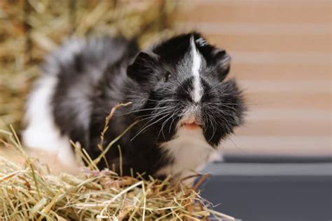 Fluffy Guinea Pig For Sale Midnight Pets