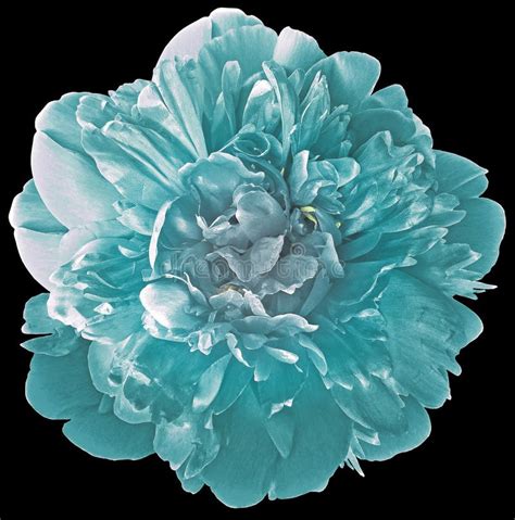 Turquoise Peony Flower With Yellow Stamens On An Isolated White