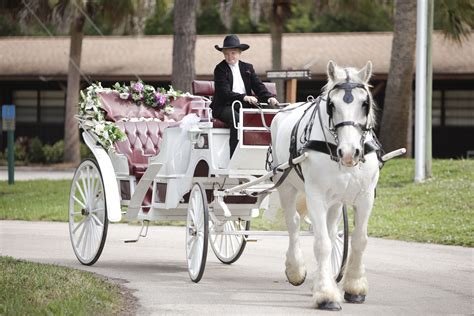 Horse And Carriage For Wedding Horse And Carriage Wedding Wedding
