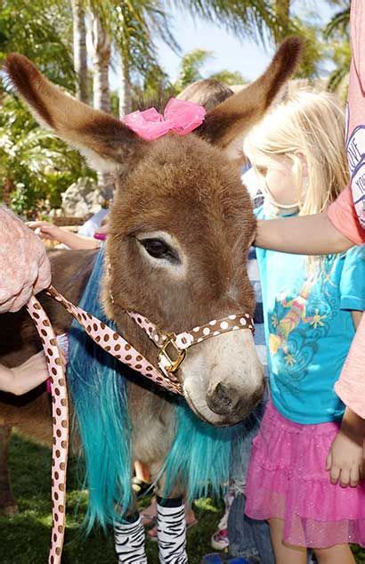 Pin On Fantasy Donkeys Events
