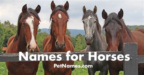 Names For Horses