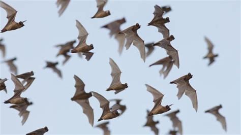 What To Do When You Find A Bat Inside Your Home Cbc News