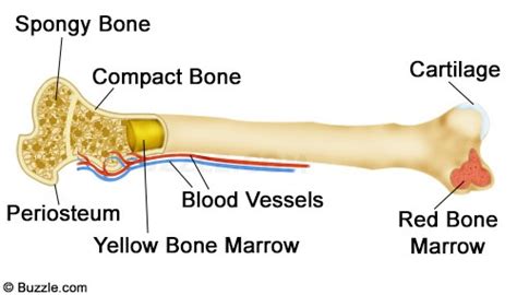 Facts About The Skeletal System