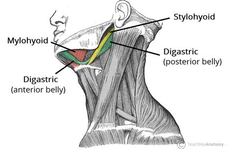 The Suprahyoid Muscles Stylohyoid Digastric Teachmeanatomy