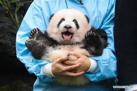 Two Giant Pandas Born In Belgium Given Official Names Xinhua English News Cn