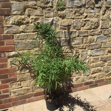 Buce's versatility and ease in care are what make the plant so desirable. Fargesia nitida 'Black Pearl' - Big Plant Nursery
