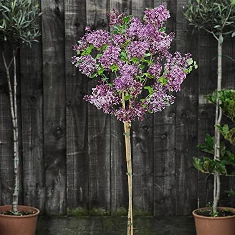Suttons Syringa Meyeri Dwarf Lilac Flowerfesta Pink Hardy Shrub