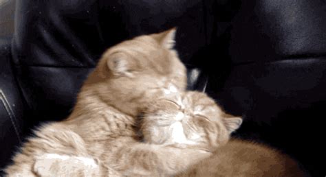 Cuddle Find Share On Giphy