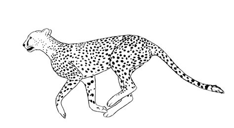 Easy cheetah drawings free image. How To Draw A Cheetah - Draw Central