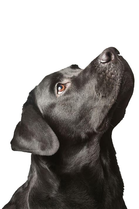 Black Dog Png Image File Png All Png All
