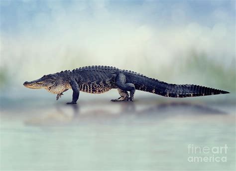 Large American Alligator Walking Photograph By Svetlana Foote Pixels