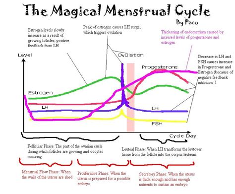 Menstrual Cycle Hormones Diagram Doula Pinterest Menstrual Cycle