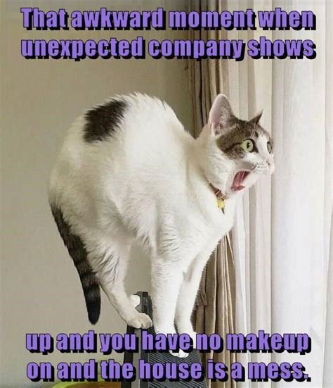 That Awkward Moment Funny Animal Pictures Cute Cats