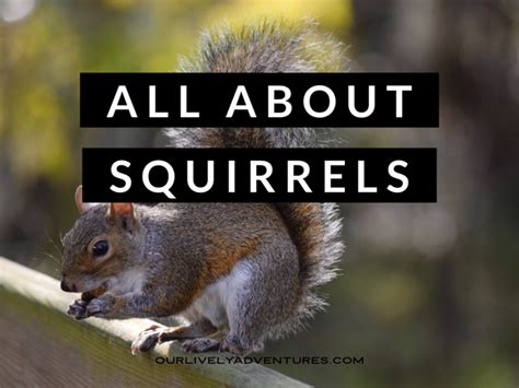 Fun Facts About Squirrels Explore Your Backyard Series Our Lively