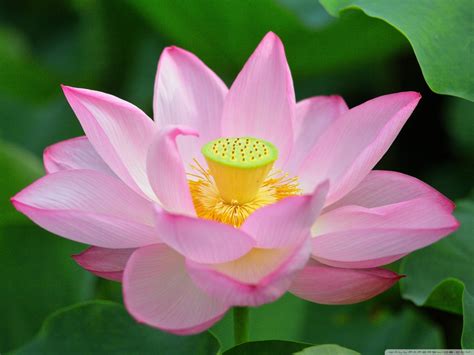Download Pink Lotus Flower Wallpaper Gallery
