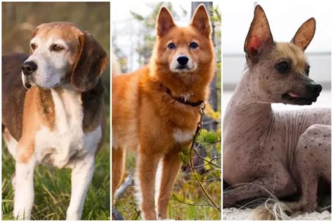 25 Of The Rarest Dog Breeds Rare Dogs Dog Breeds Rare Dog Breeds