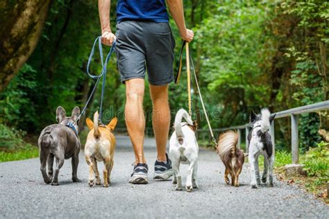 Dogs With Leash And Owner Ready To Go For A Walk Stock Photo Image Of
