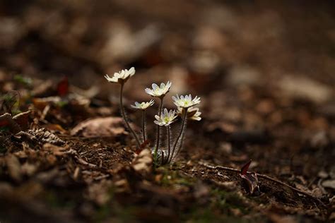Hd Wallpaper White Petaled Flowers On Ground Nature Outdoors Plants