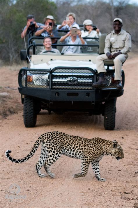 Kapama Ranger And Tracker Just As Excited To See Leopard As Our Guests