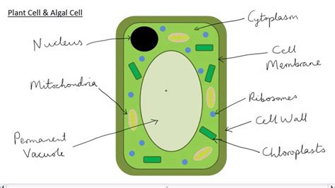 We did not find results for: Differences Between Animal and Plant Cell