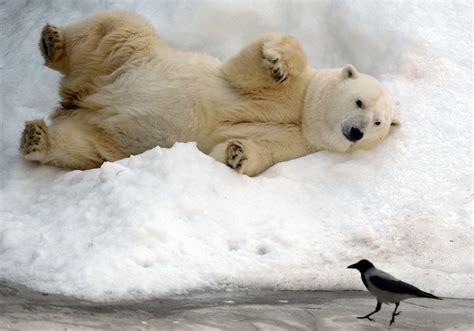 Polar Bear And Black Bird Polar Bears Snow Animals Bears Hd