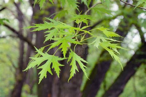 Silver Maple Tree Branch With Young Leaves Acer Saccharinum Stock Photo