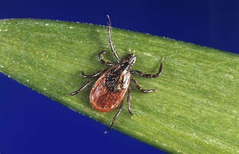 Ticks Now Active In Connecticut Year Round Expert Says