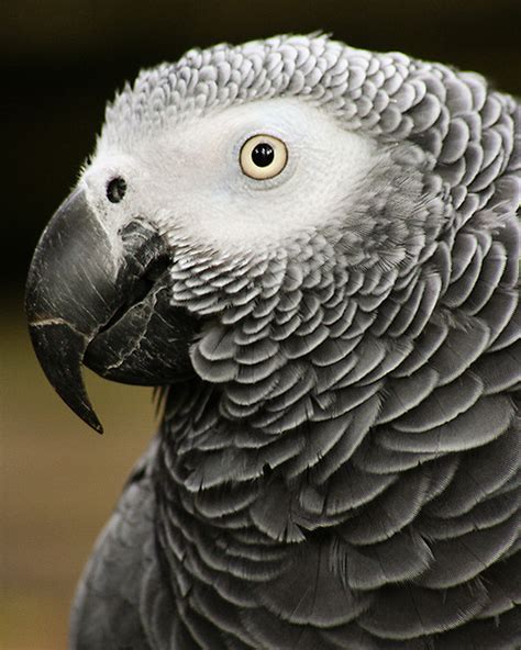 Things You Should Know About African Grey Parrots Diet