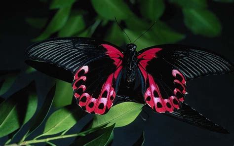 Black Butterfly Wallpaper 1920x1200 11828