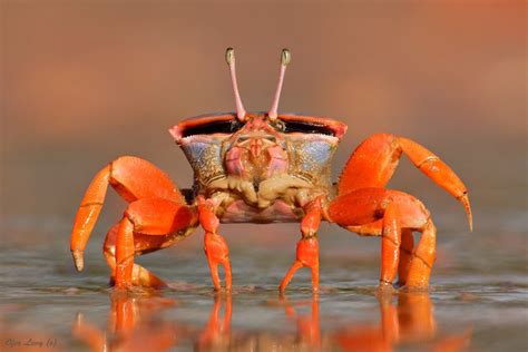 Darwin Red Legs Fiddler Crab Beautiful Sea Creatures Crab Ocean