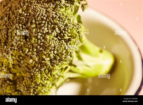 Head Of Fresh Broccoli Stock Photo Alamy