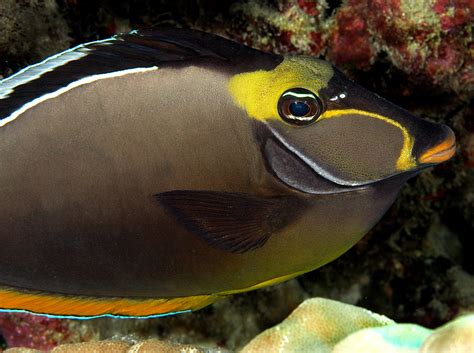 Unicorn Fish Hawaii