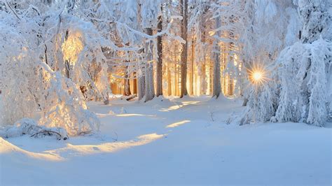 549643 1920x1080 Nature Landscape Cold Winter Sunrise Snow Forest